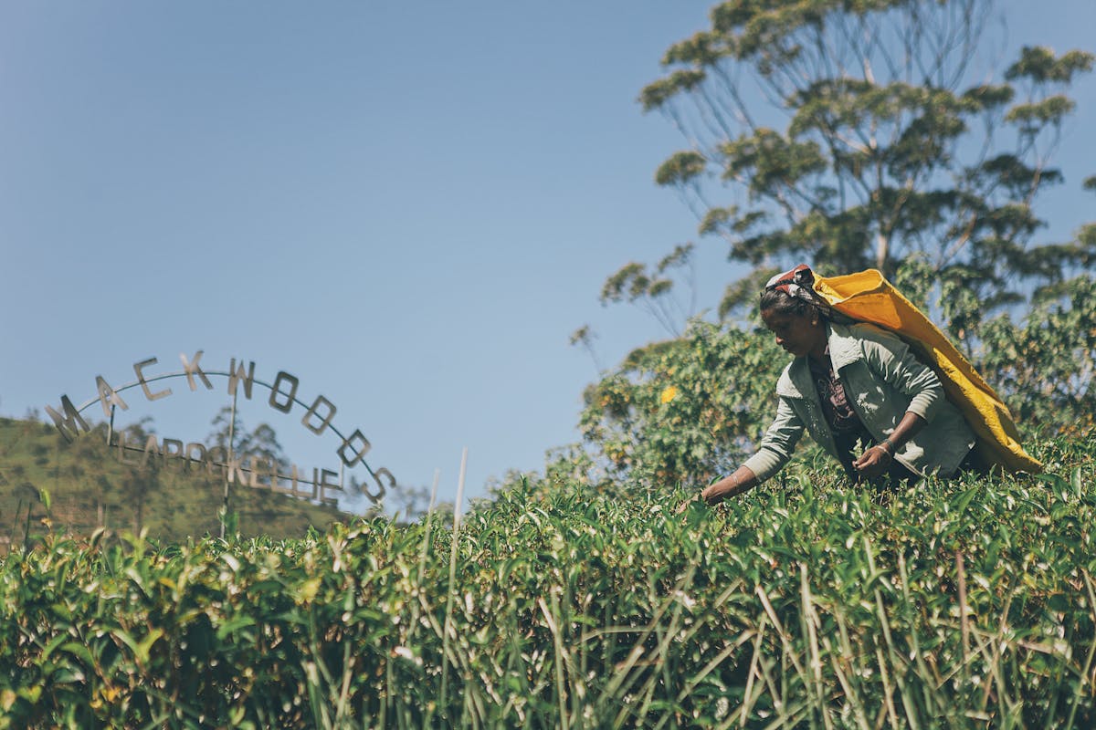 Hand-Picked - Step 01